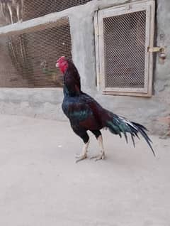 aseel