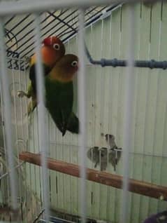 lovebird
