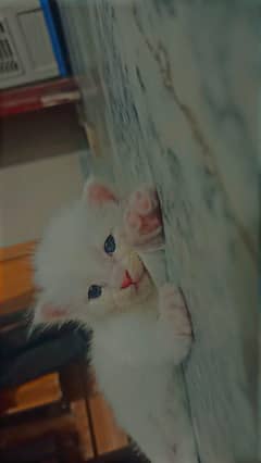 Blue Eyes White Kitten