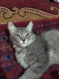 Siberian cat for sale