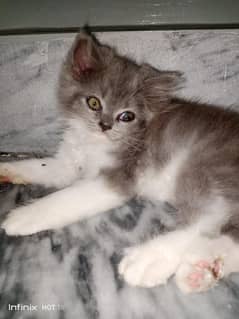 Persian kitten