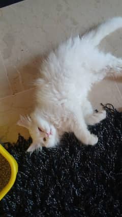 female 5 month baby