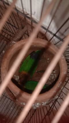 parit love birds