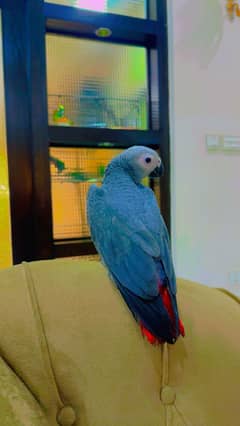 Customized Cages With Grey , Cockatoo , Macaw Parrot