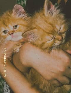 Persian Kittens Doll Face And Semi Punch