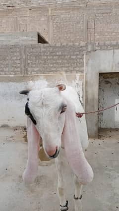 Goats urgent sale