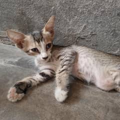 Cat mano