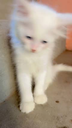 Persian