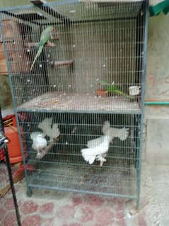 cage for parrots or brids
