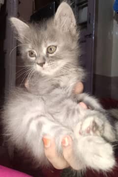 5 Cats for sale