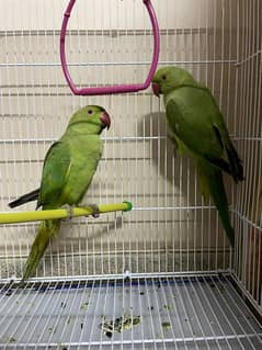 Ringneck breeder pair