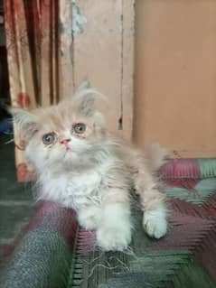 near to piki xpunch n punch face kittens
