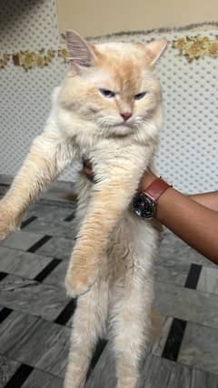 Persian cat double cout 1.5 saal ka ha