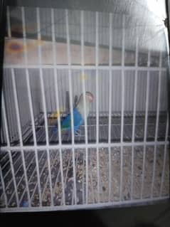 Parblue