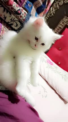 4 month kitten persian for sale with litter box +food bowl+accessories