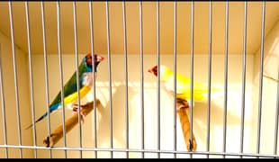 Exhibition Gouldian