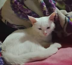 Persian male cat