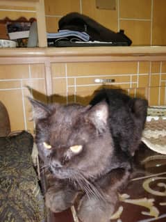 persian