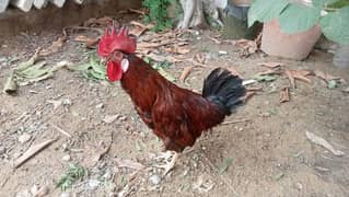 Golden Buff Murgi, Desi Murga aur Silkie Chick for Sale – Karachi