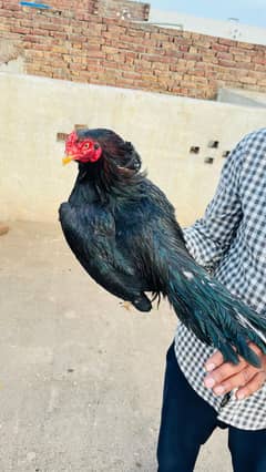 mian wali lakha mushka