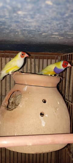 goldian Finch breeder pair available