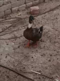 Small duck