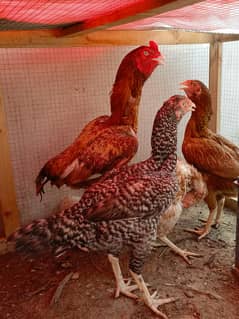 pure aseel different breeds for sale