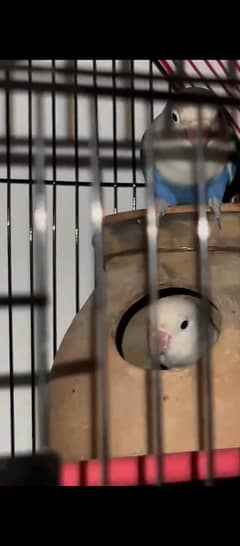 lutino female / fisher malewait cage