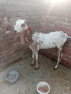 Desi bakri for sale
