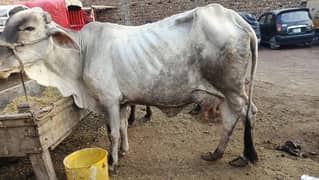 2 caw ha or dono sale karni ha or dudh 6 kg ha