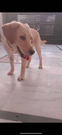 Labrador dog 35,000