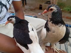best quality pigeon with cheap price