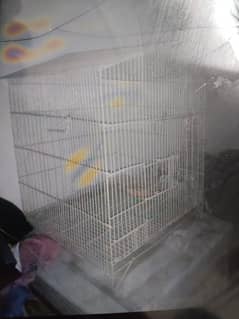 Parblue split ino male for sale or cage