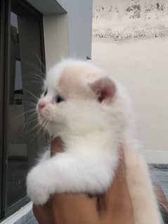 pair kittens for sale