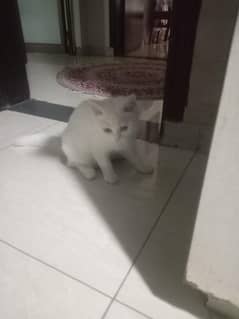 cat for sale