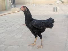 Full black murgia with white dots pure aseel