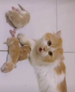 Persian  Female Cat with 3 Kittens
