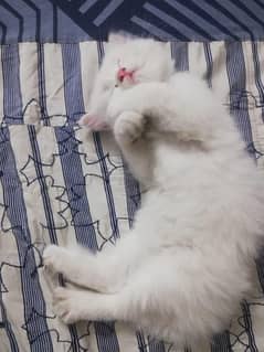 tripple coat /persian  kitten