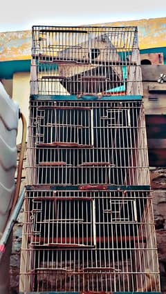 Cages lovebirds