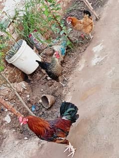2 Hens, 1 Rooster