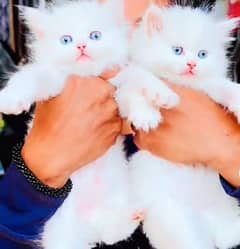 blue eyes white Persian kitten|Triple long coat |WhatsApp. 03250387943