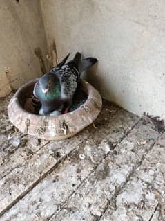 pigeons.