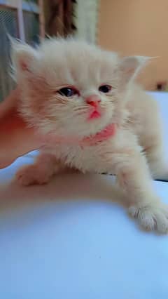 Piki face persian kitten_cream colured male kitten