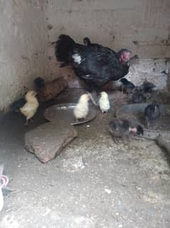 13 chicks 1 hen