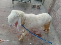 Gote