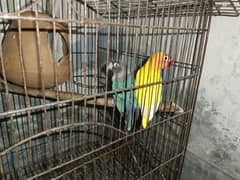 lovebirds pair sale