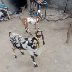 2  bakriyan ek ki umra takriban dedh sal aur dusri bakri 4 month ki ha
