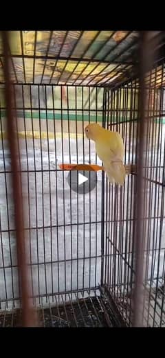 love birds cremino
