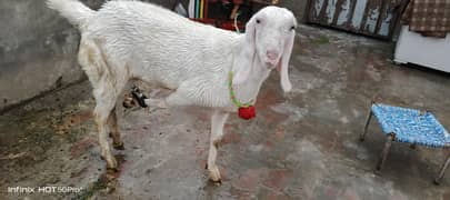 1saal 5mash ki bakri ha 2dant ha full Ranjan puri ha