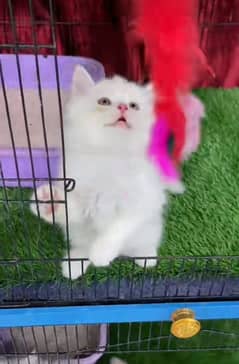 blue eyes white Persian kitten|Triple long coat |WhatsApp. 03250387943